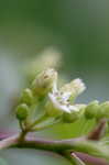 Carolina buckthorn